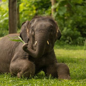 Shangri-Lao - Luang Prabang