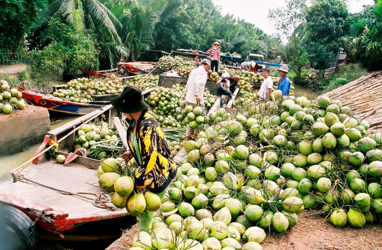 isleta de tortuga ben tre vietnam