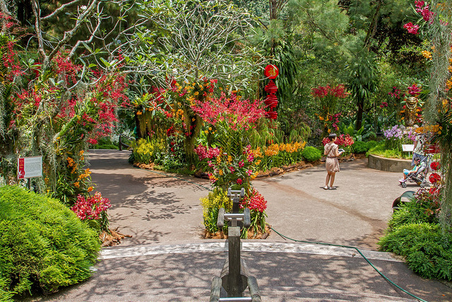 national orchid garden singapore