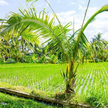 Ubud - Cascada de Tegenungan - Bosque de Monos - Campos de Arroz de Tegalalang - Templo  Tirta Empul