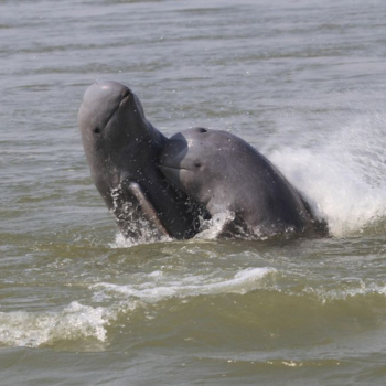 Sraem – Actividad sorpresa local – Delfines del Irrawaddy y Koh Trong
