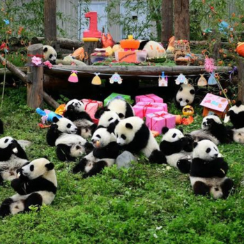 Visita de Chengdu