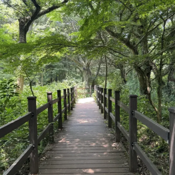 Visita de Jeju